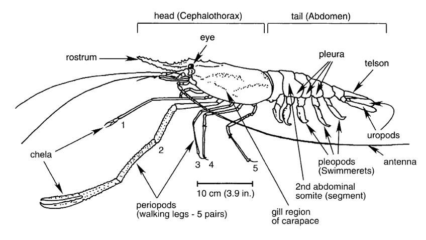 giant freshwater shrimp