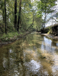 A creek with trees and other vegetation along the bank.