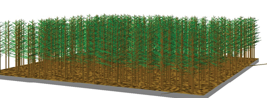 Computer rendering of a dense stand of pine trees.