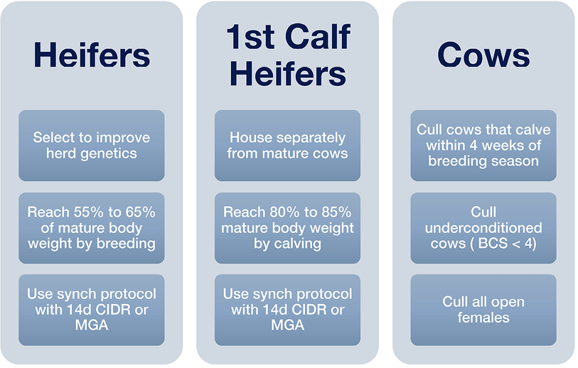 Heifers: select to improve herd genetics; reach 55–65 percent of mature body weight by breeding; use synch protocol with 14d CIDR or MGA. First-calf heifers: house separately from mature cows; reach 80–85 percent mature body weight by calving; use synch protocol with 14d CIDR or MGA. Cows: cull cows that calve within 4 weeks of breeding season; cull underconditioned cows (BCS less than 4); cull all open females.