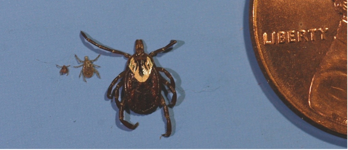 Three ticks next to each other. The adult is about the size of a human pinkie fingernail. The nymph is about the size of a sesame seed, and the larva is about as big as a period at the end of a sentence.