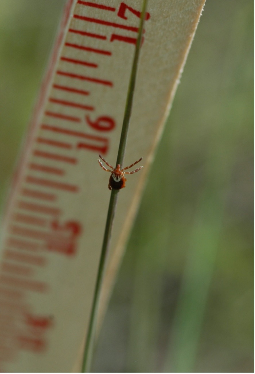 A tick attached to a single blade of grass. A ruler in the background shows the tick is about 16 inches off the ground.