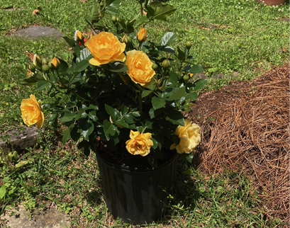 Rose bush with yellow blooms in a black plastic container. 