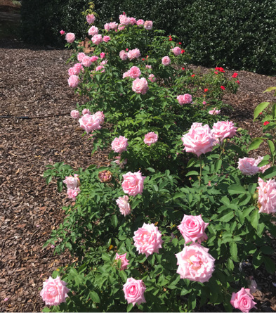 A row of rose bushes with pink blooms. 