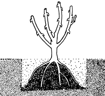 Diagram showing a rose bush's roots draped over a mound of soil in a planting hole. 