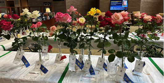 Rows of rose blooms in vases with ribbons attached. 