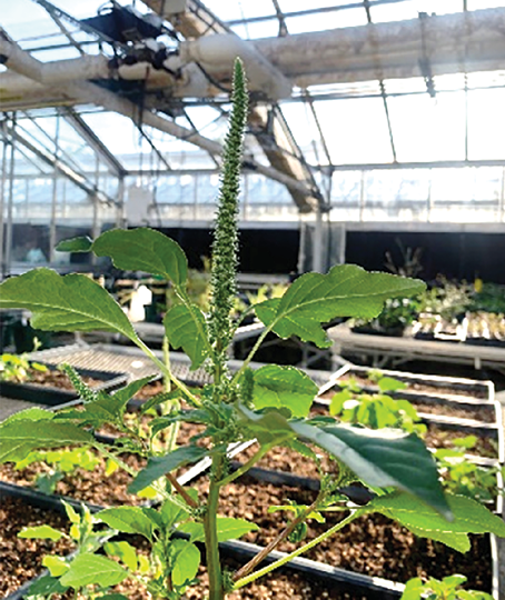 A plant growing in a greenhouse.