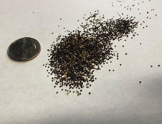 Thousands of tiny seeds next to a quarter for size comparison.