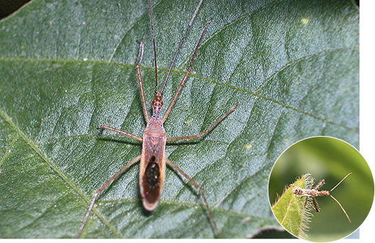 Common Beneficial Arthropods Found in Field Crops