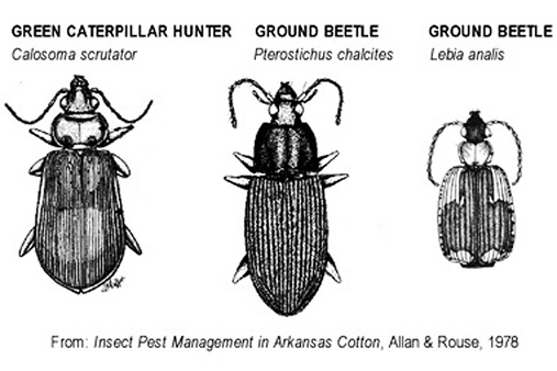 Line drawings of a green caterpillar hunter and two types of ground beetle. Drawings from Insect Pest Management in Arkansas Cotton (Allan & Rouse, 1978).