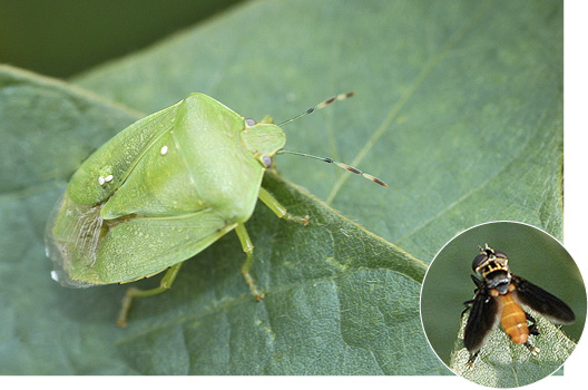 Garden tip: Green lacewing, a common beneficial insect – Marin