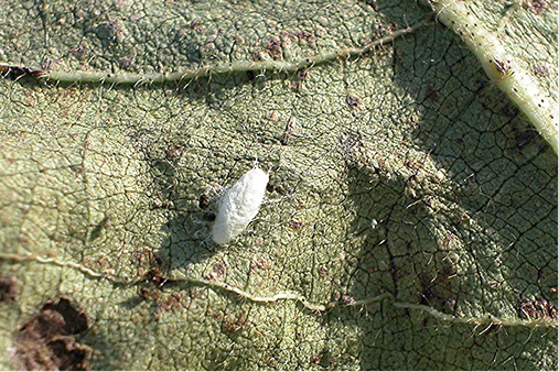 Common Beneficial Arthropods Found in Field Crops