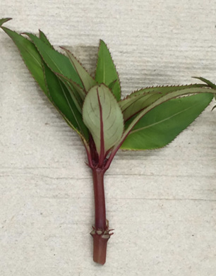 Impatiens plant stem with leaves.