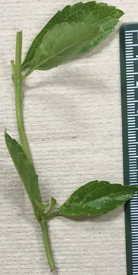 Lantana plant cutting next to a green ruler.