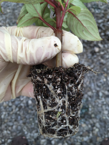 Close-up of impatiens roots in the shape of the container they grew in.