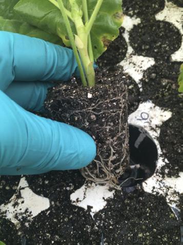 Close-up of chysanthemum roots in the shape of the container they grew in.