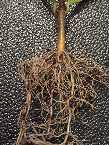 Close-up of lantana roots. They have no soil attached.