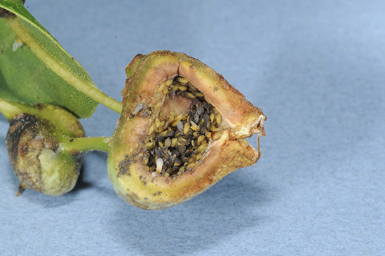 Inside of a gall with many tiny insects in it.
