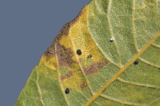 Close-up of a pecan leaf with a yellow and brown splotch on one side and a few tiny, black insects.