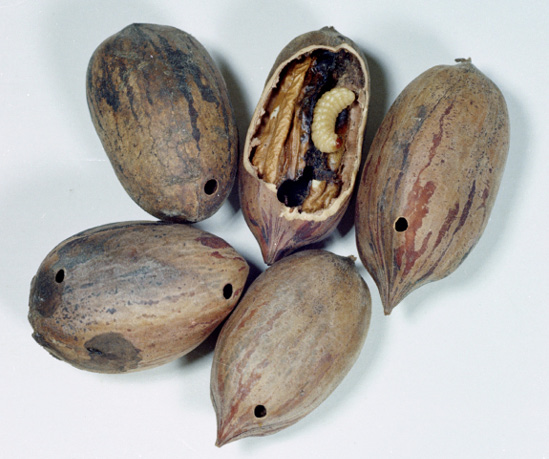 Five pecans in shells, each with one or two tiny holes. One nut's shell is broken away to reveal a small, white grub and blackened nut.
