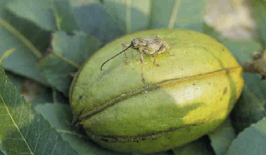 A single pecan in a green husk with a small insect with a very long snout on it.