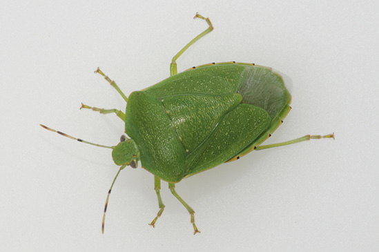 A green, shield-shaped insect.