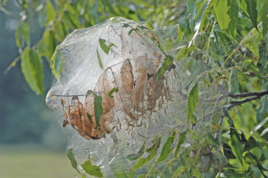 A pecan tree branch with a large web covering it. Leaves inside the web are brown, but surrounding branches have green leaves.