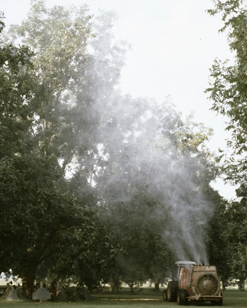 A piece of farm machinery spraying a mist up to the tops of rows of large pecan trees.