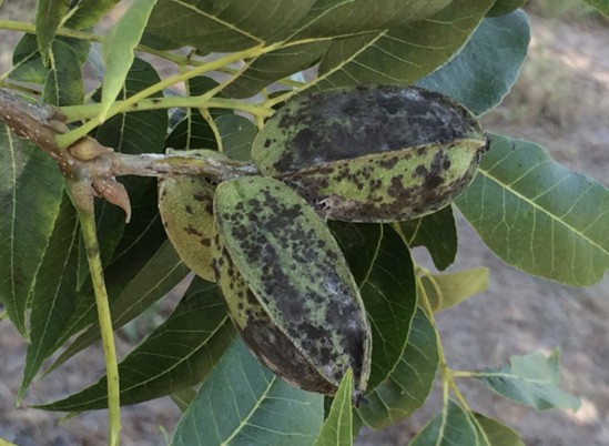 A bunch of three pecans in shucks with black spots and blotches.