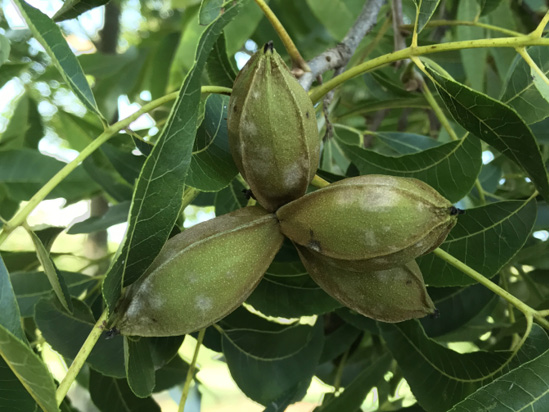 A bunch of four pecans in green shucks with white, powdery spots.