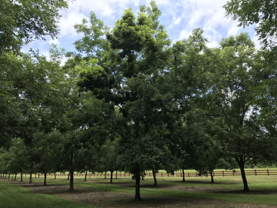 Pecan trees in an orchard. Some branches are bunched together and some are normal.