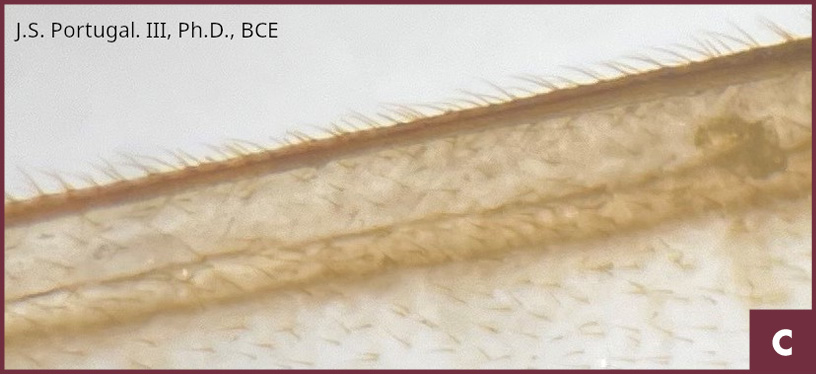 Swarmer wing under magnification showing numerous small hairs.