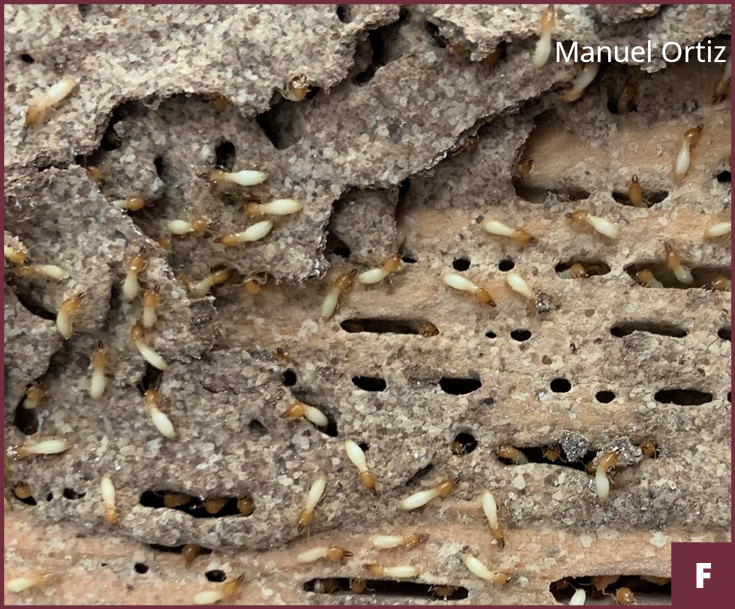 Close-up of a Formosan carton nest with many small openings and many termites. 