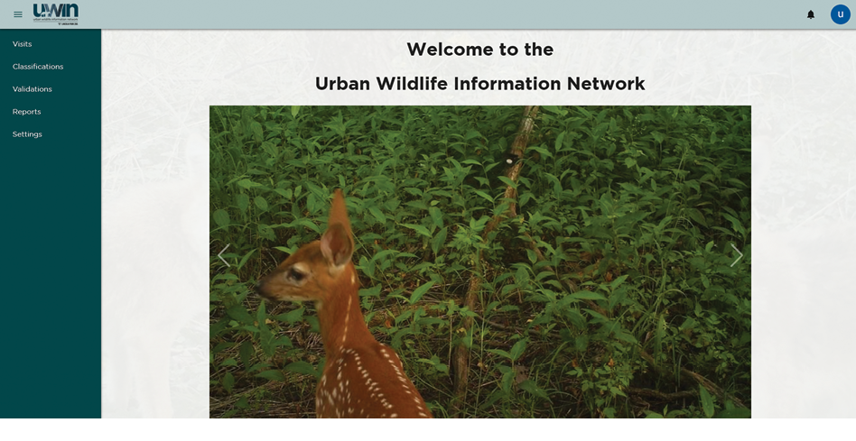 The UWIN homepage features the heading “Welcome to the Urban Wildlife Information Network.” A left column features classification, validations, and reports navigation links. A photo slideshow displays an image of a raccoon grazing in a flower-filled forest at sunrise.