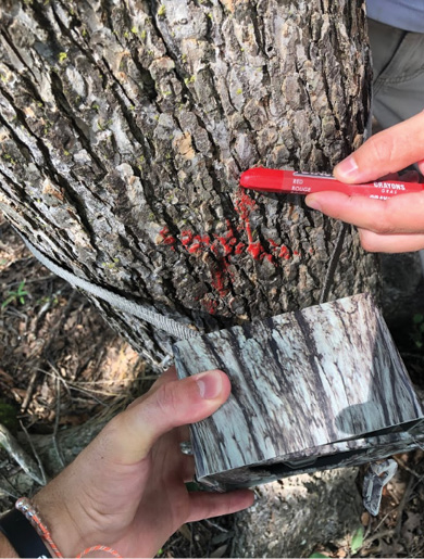 A hand holds an affixed camouflage camera while the other hand marks a red X with a lumber crayon on a tree trunk.]