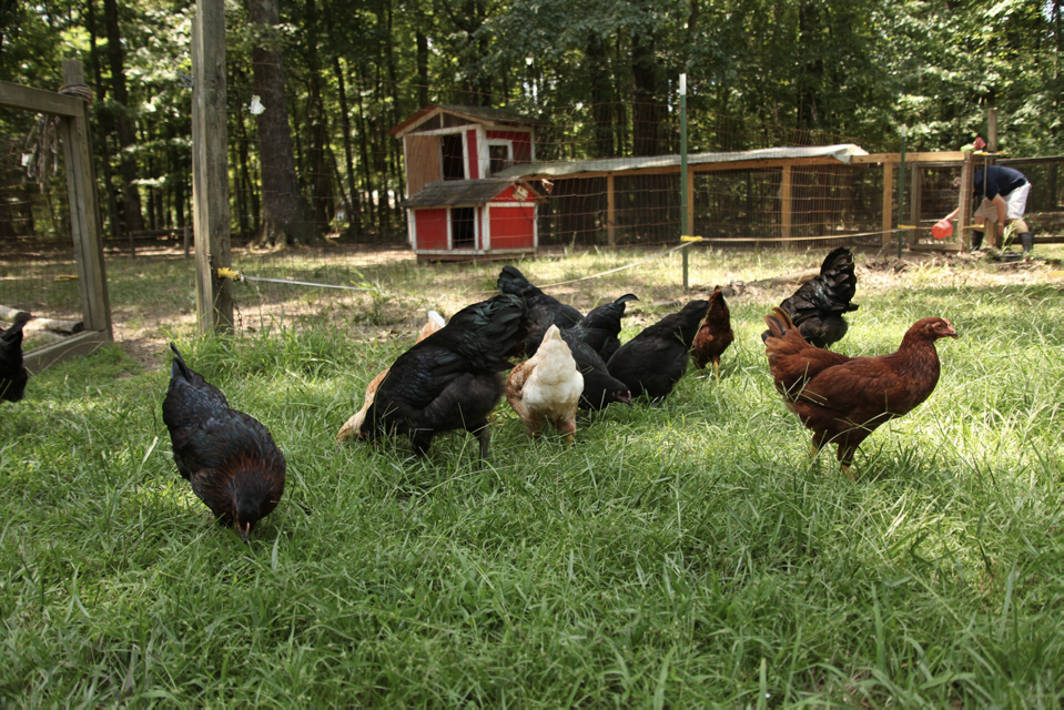 Several chickens in a grassy yard with a coop in the background.