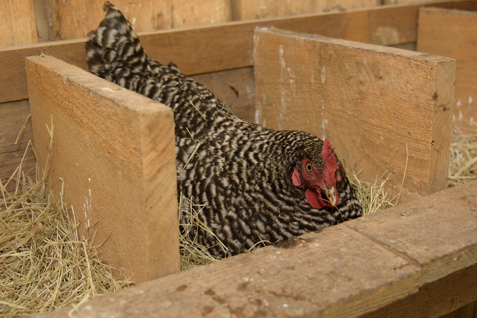 A chicken in a nesting area.