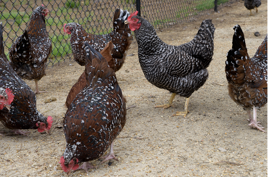 Several chickens in a fenced area.