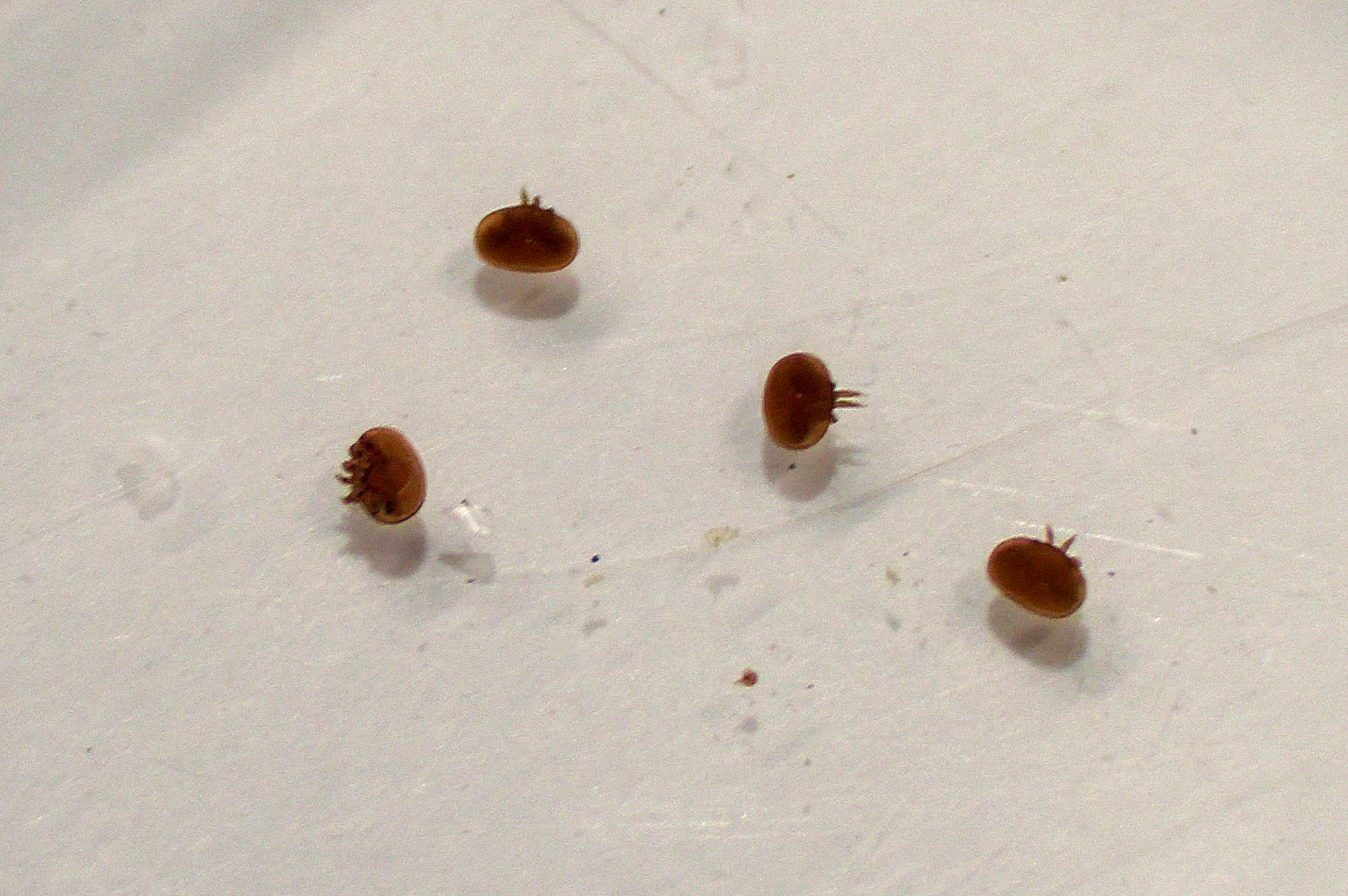 Four tiny, oval-shaped mites floating in liquid in a white container.