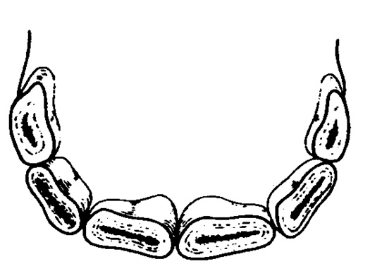 Diagram of horse teeth at 4.5 years old (with three pairs of permanent incisors).