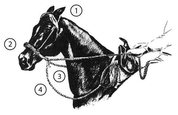 Diagram of a horse with Western hackamore equipment numbered and listed in text.
