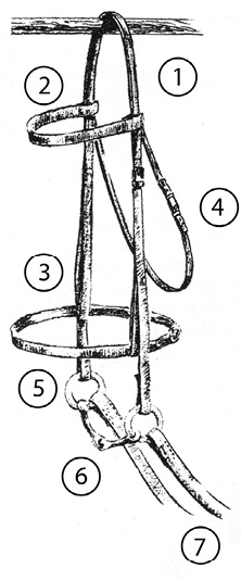 Diagram of a single-reined bridle with snaffle bit. Parts are numbered and listed in text.