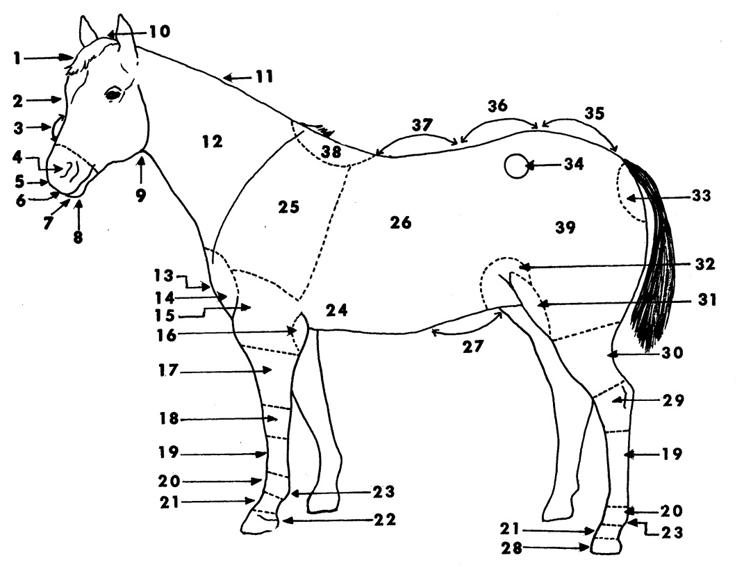 Side view drawing of a horse with parts labeled. Parts are listed below.