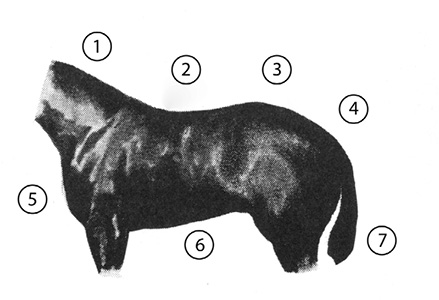 Side view of a quarter horse with good shoulders, barrel, and hips. Important parts are numbered, and the list of parts is in text below.