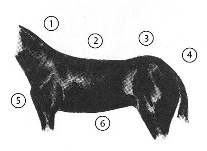 Side view of a quarter horse with undesirable shoulders, barrel, and hips. Important parts are numbered, and the list of parts is in text below.