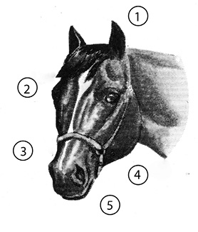 Head of a "good" horse. Important parts are numbered, and the list of parts is in text below.