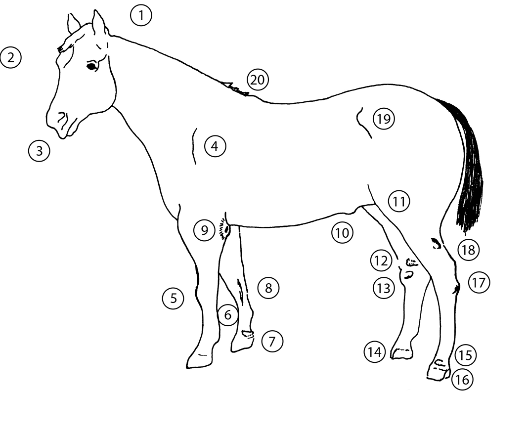 Side view of a horse with unsoundness faults numbered. The list of faults is in text below.