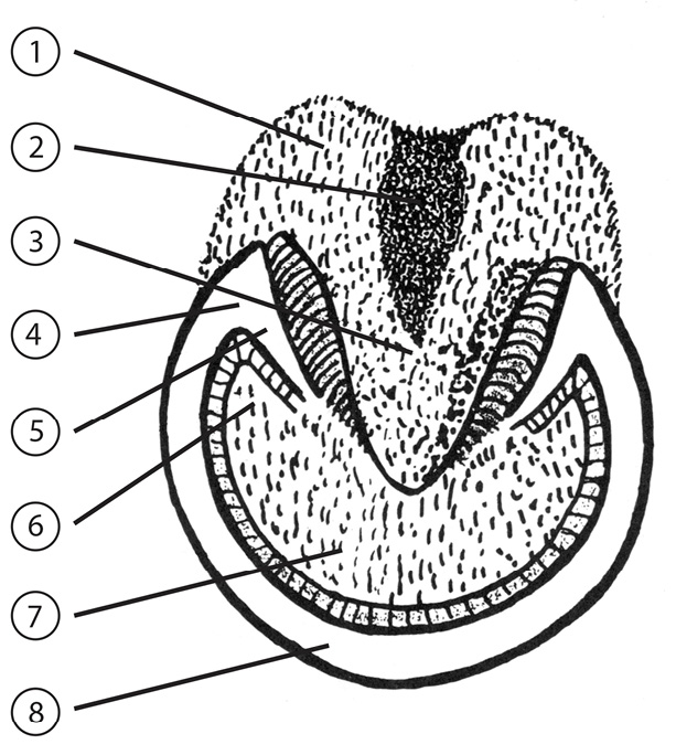 Diagram of the bottom of a horse's hoof with important parts labeled. The list of parts is in text to the right.
