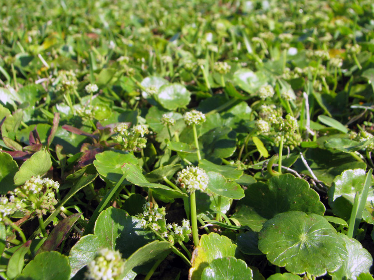 Plants with round, flat, green leaves and small white flowers.