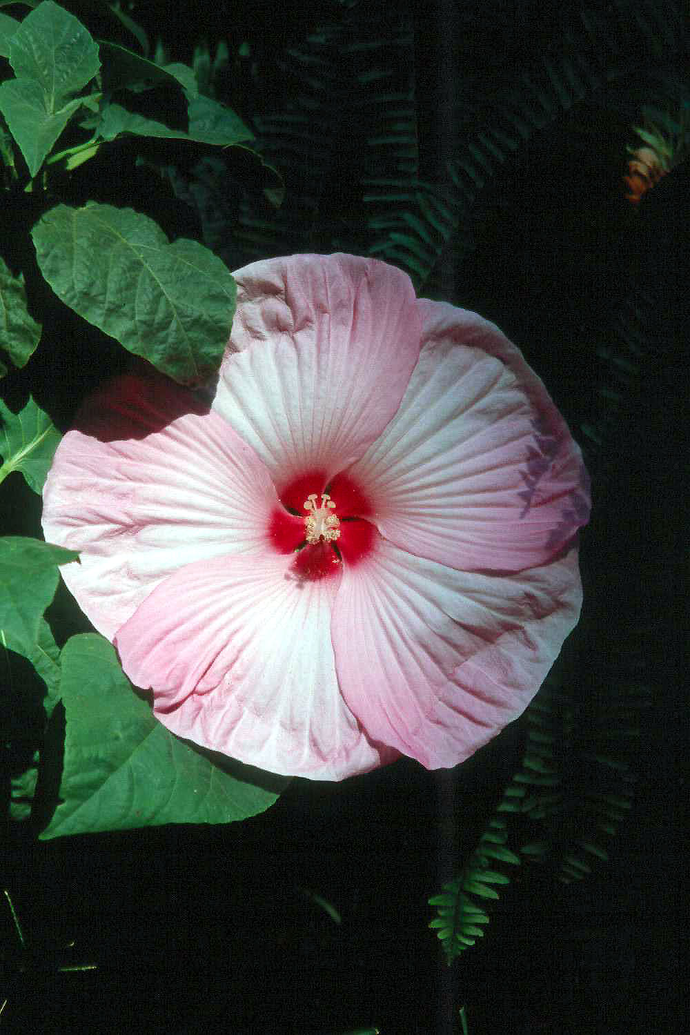 Perennial Hibiscus Give A Tropical Look Mississippi State University Extension Service,Baggage Allowance United Airlines